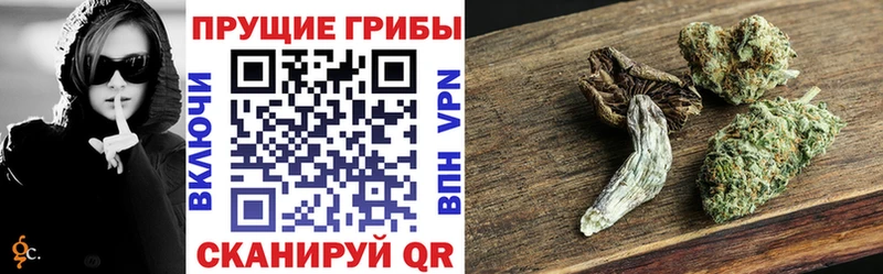 Купить  Сковородино  Псилоцибиновые грибы MAGIC MUSHROOMS 